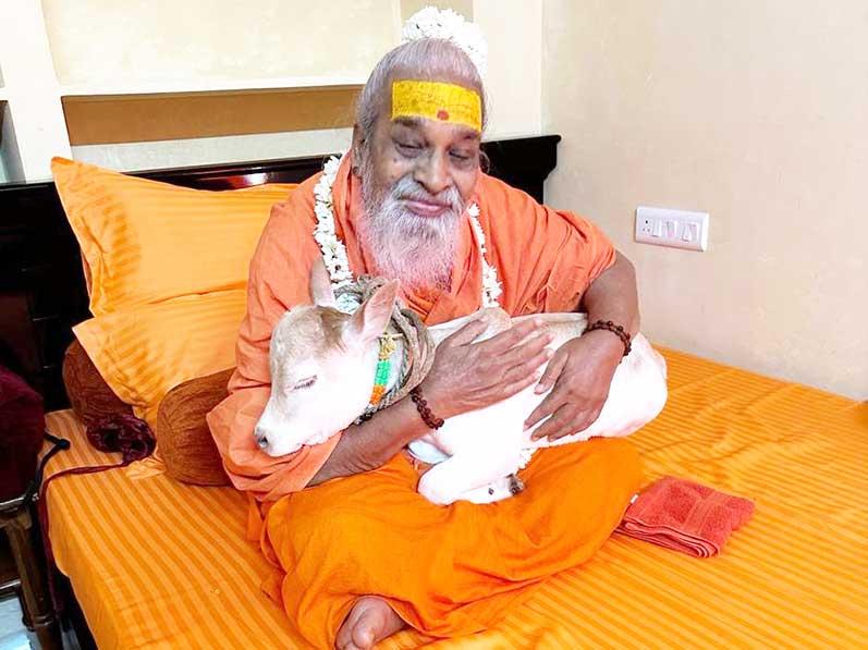 A fortunate young beautiful white cow is enjoying sitting on lap of Jagatguru Shankaracharya Jyotishpeethadheeshwar Param Pujya Swami Vasudevanand Saraswati Ji Maharaj.